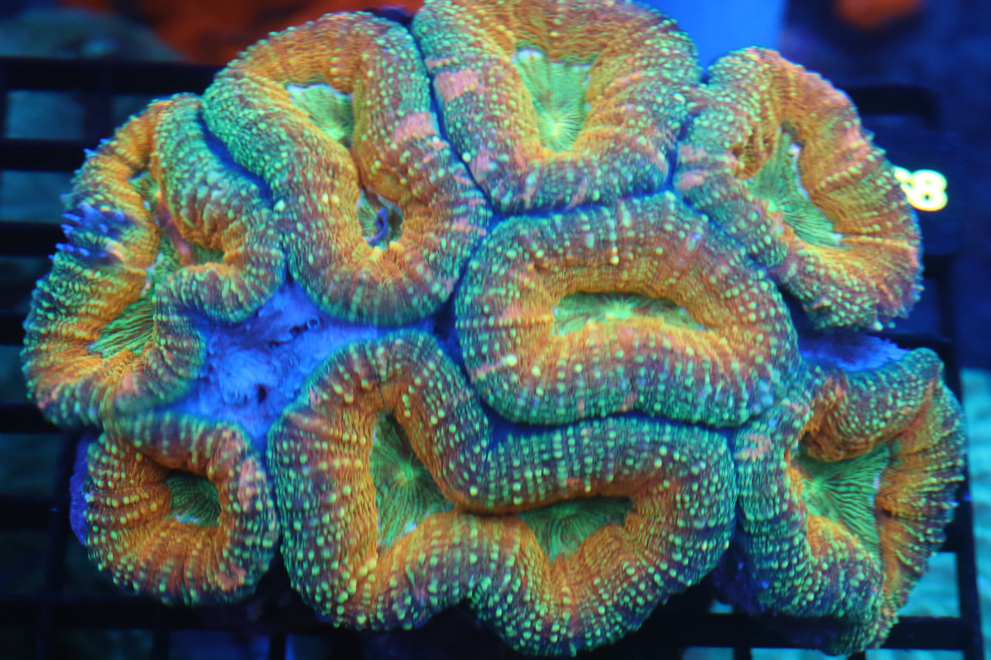 Crazy Ultra Lobo Colony (D138)