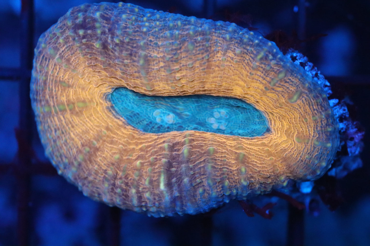 Orange Rim Lobo (D142)