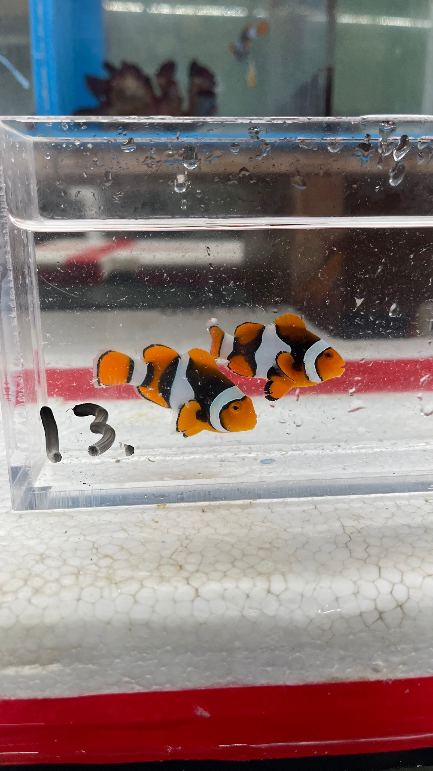 True Percula Clownfish-super black pair (WYSIWYG #13)