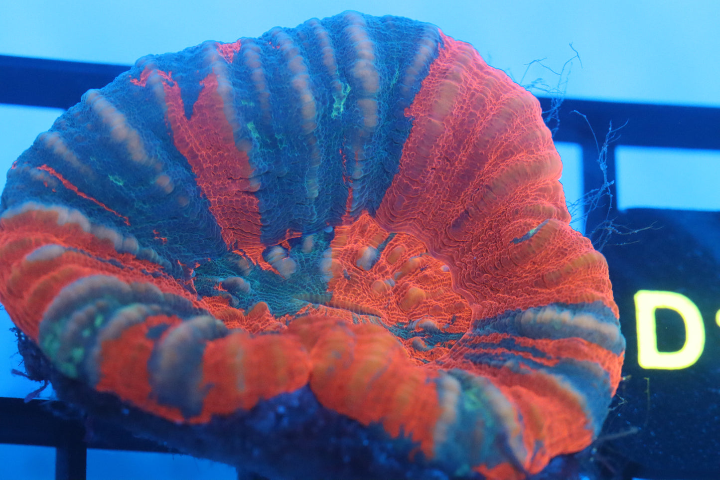 Warpaint Scoly (D15)