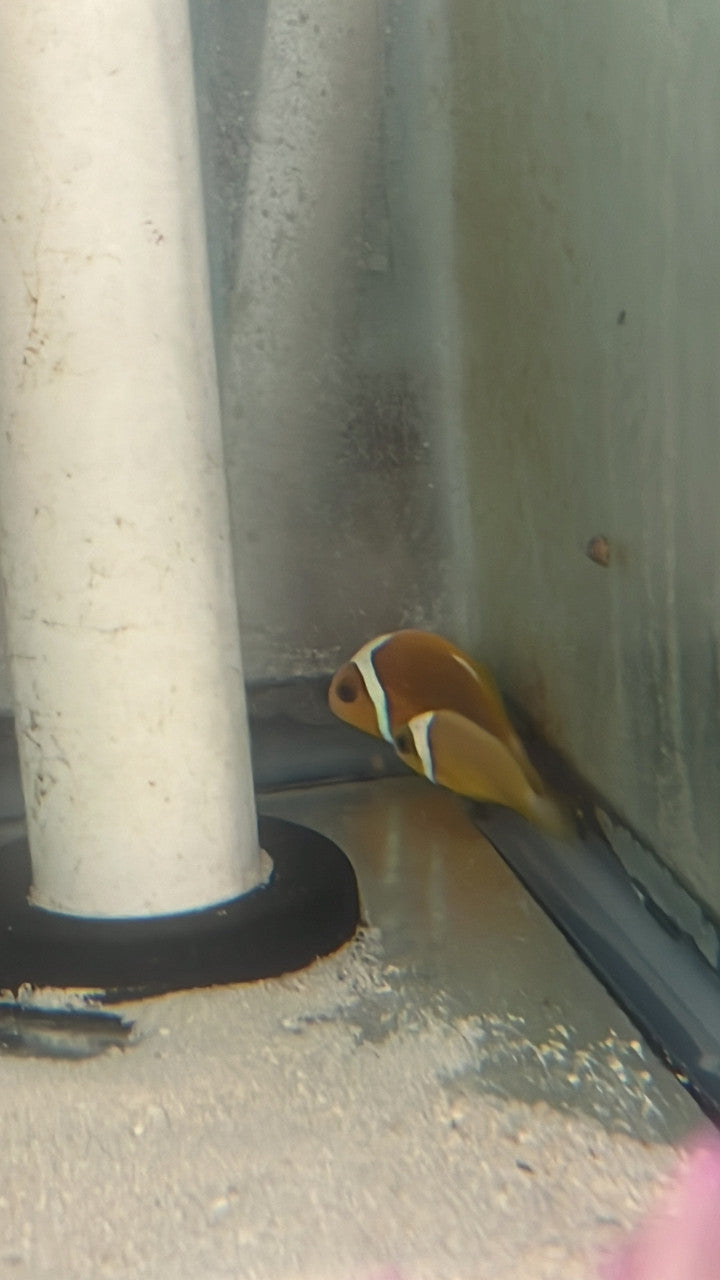 WYSIWYG #1 White Bonnet Clownfish - Amphiprion leucokranos-Wild Caught Pair