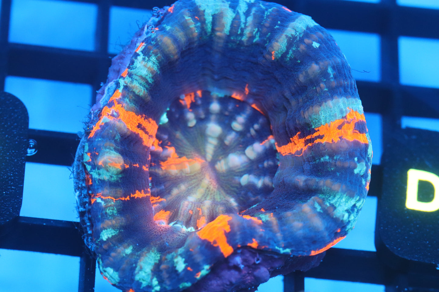 Warpaint Scoly (D16)