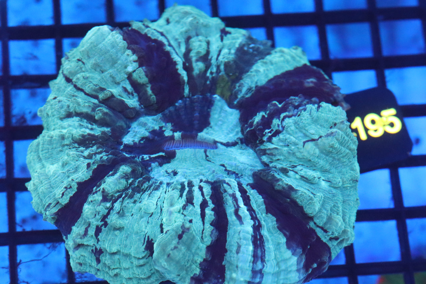 Aussie Acantho (D195) Medium