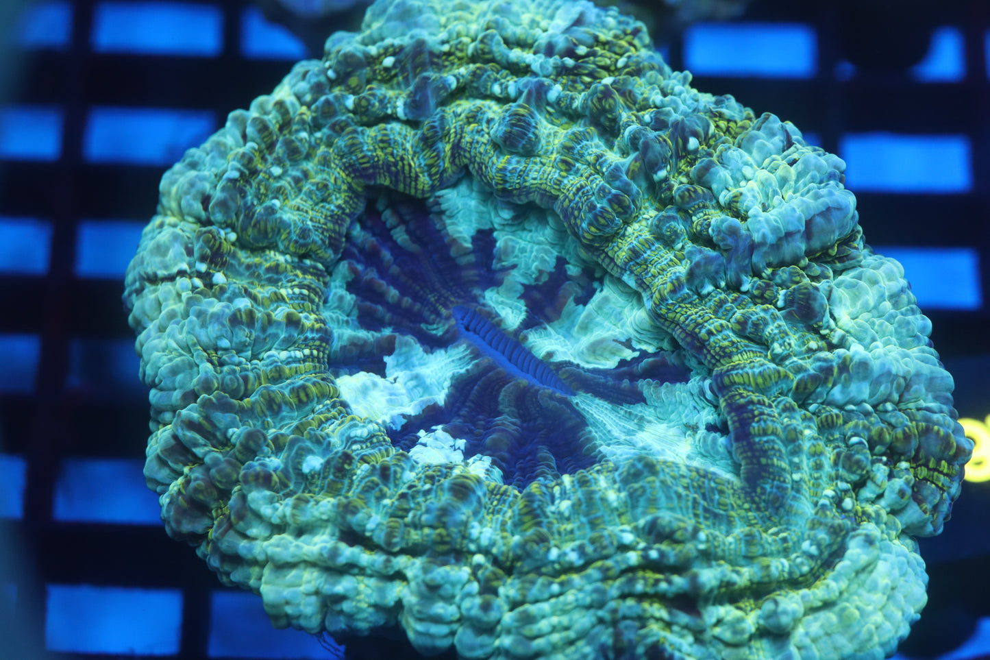 Aussie Acantho (D197) Small