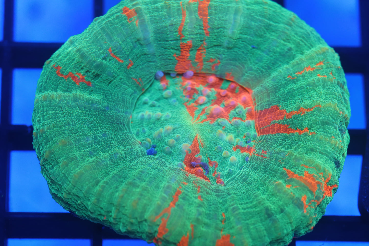 Bleeding Apple Scoly (D19)