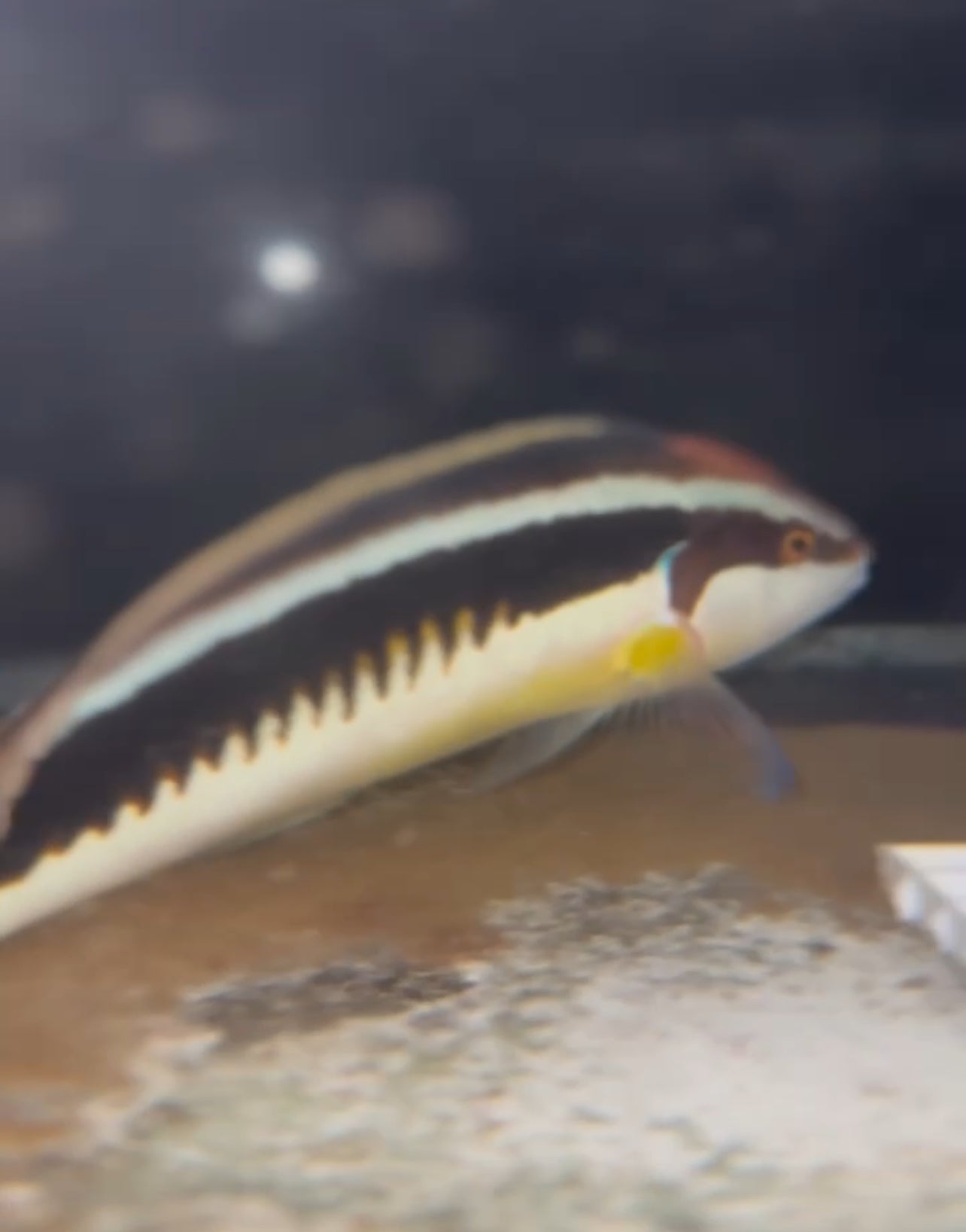 Coris musume - 10”