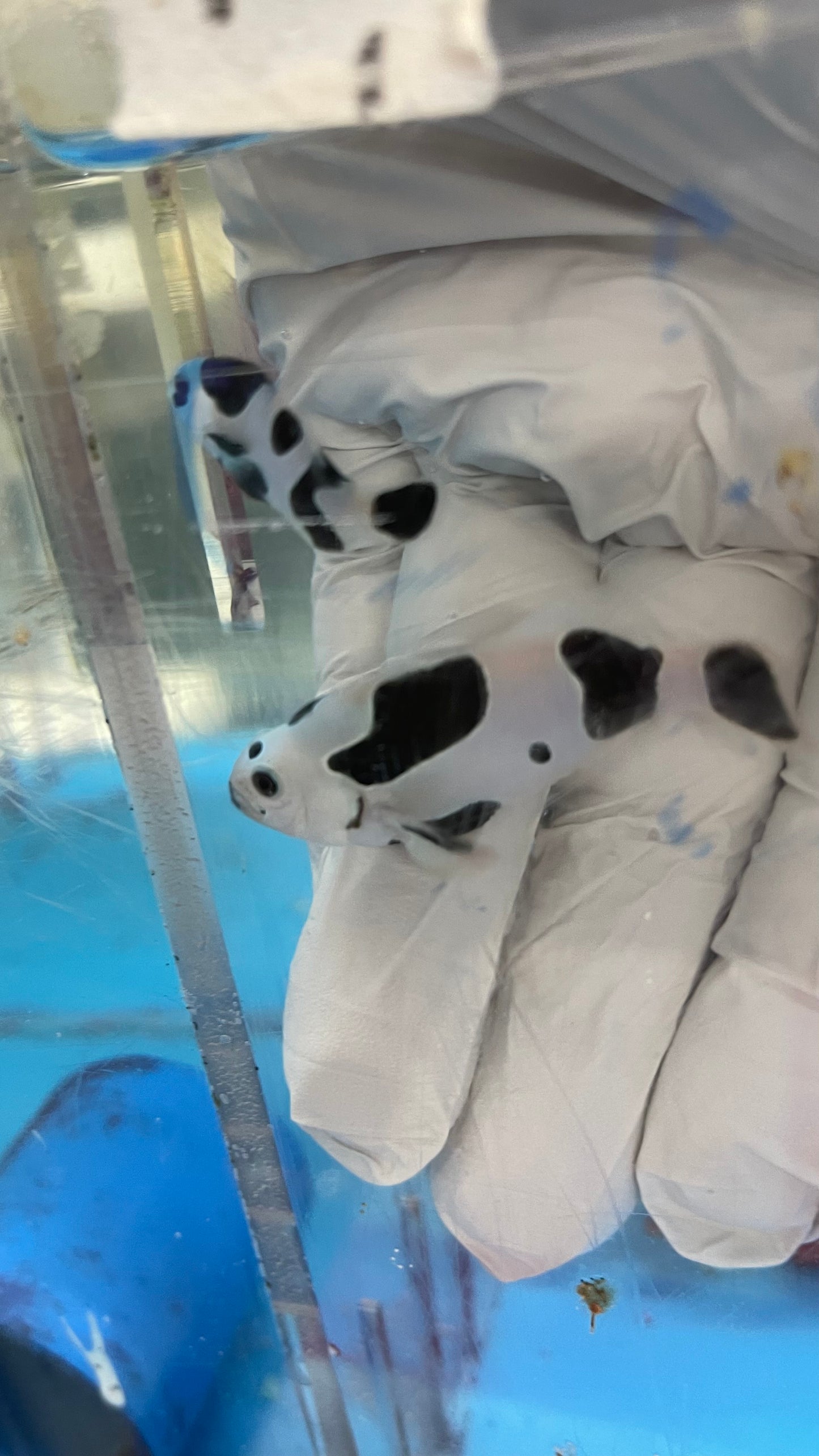 Black Storm Clownfish Pair (WYSIWYG #2)