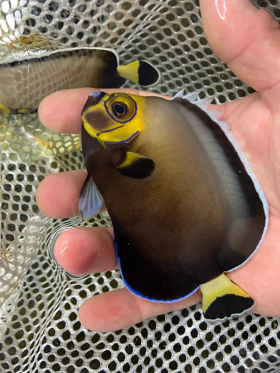 Conspiculatus Angel (Chaetodontoplus conspicillatus) (4” Captive Bred))