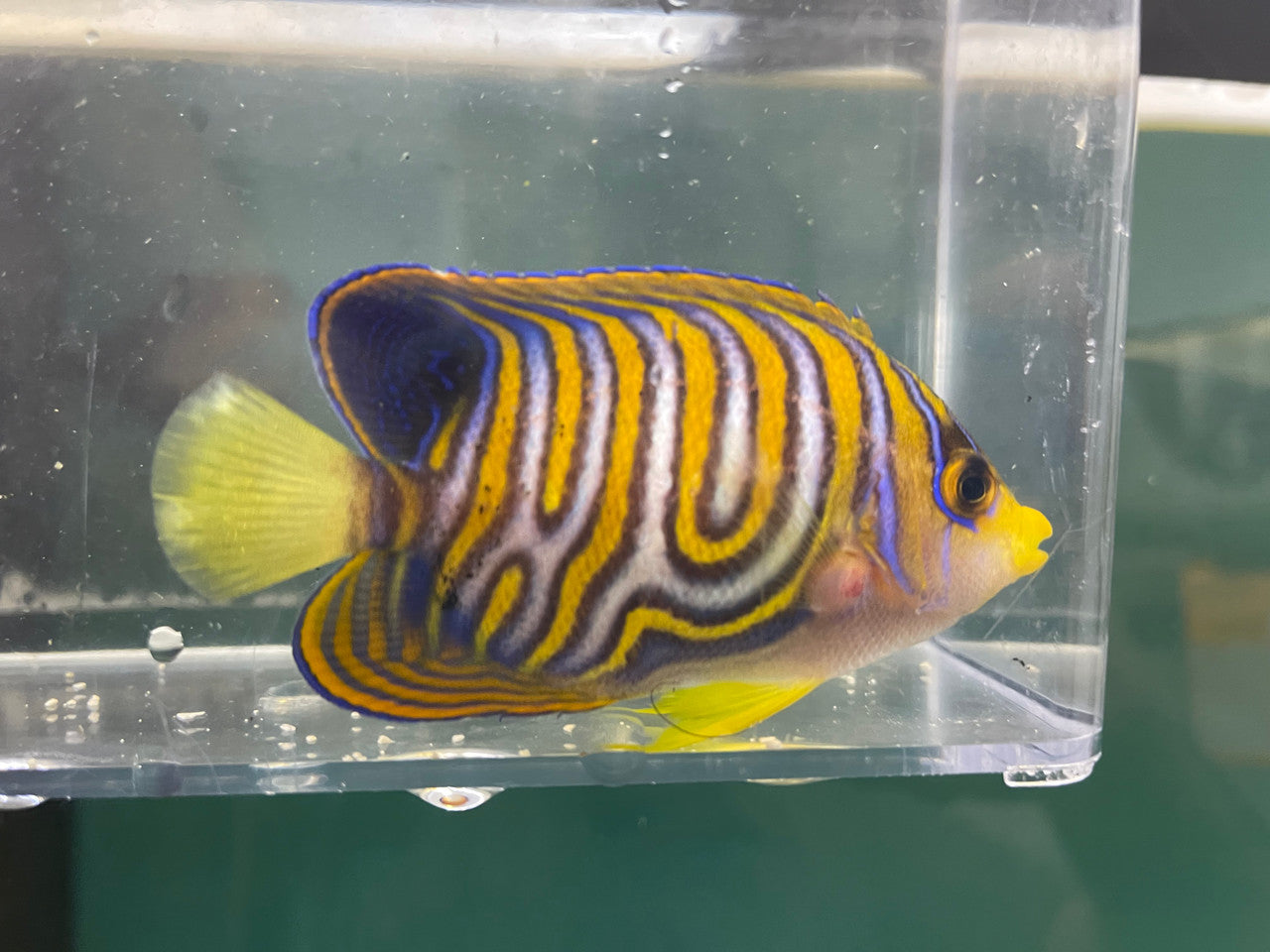 Regal Angel (Indo) -3" Extreme Misbar