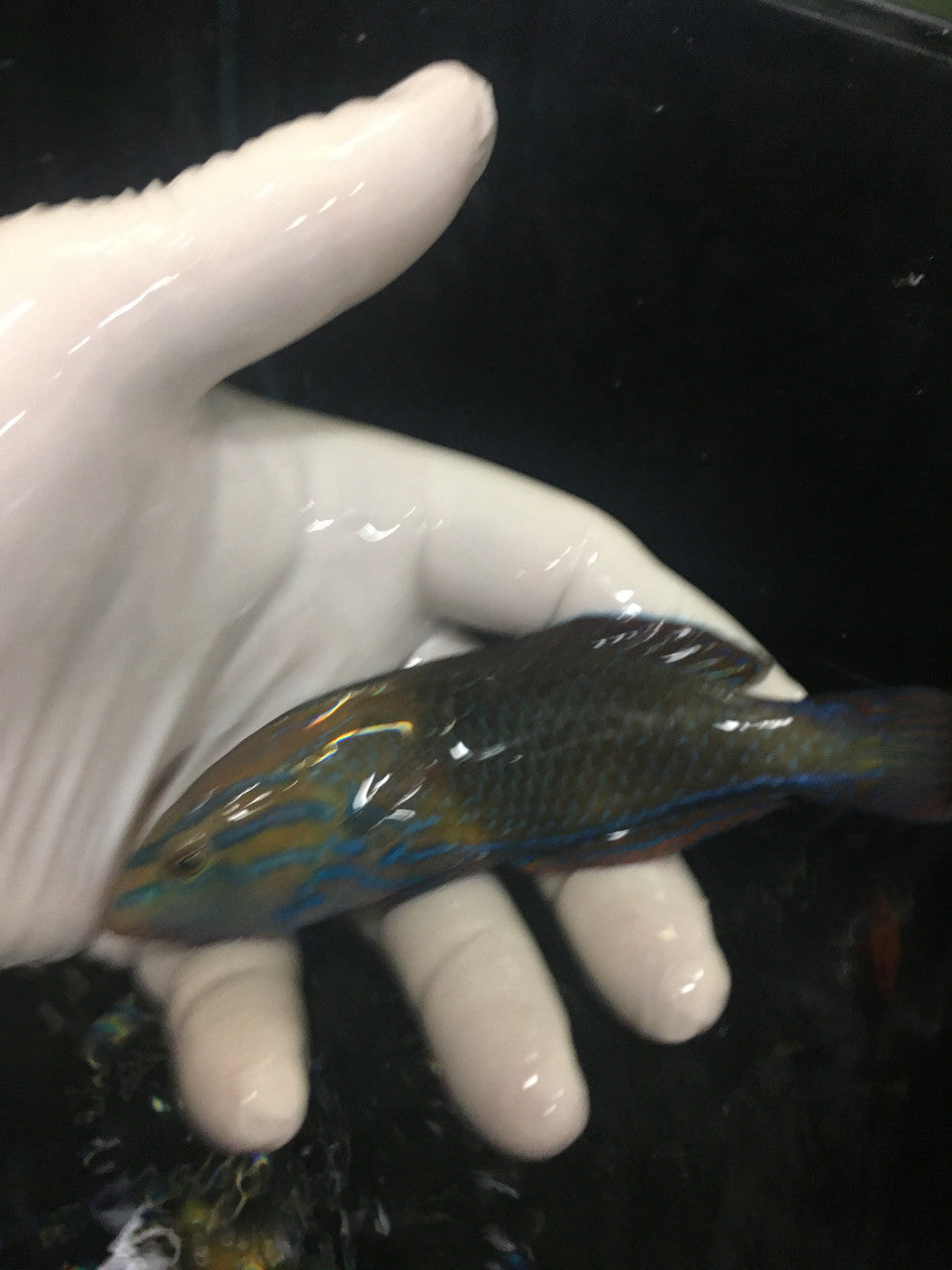 Blue Striped Tamarin Wrasse | Anampses femininus (Male)