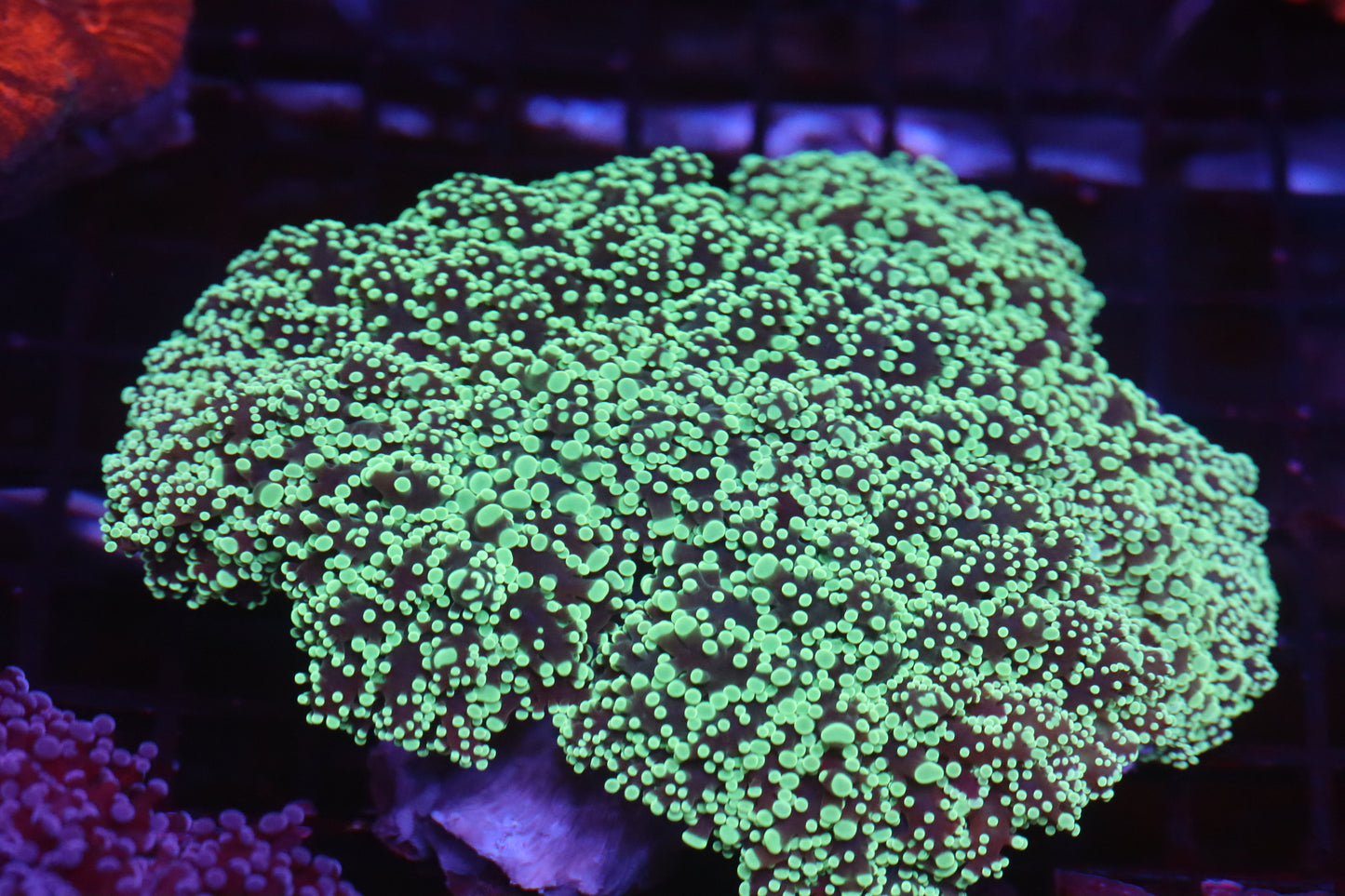 Neon Yellow Wall Frogspawn (D73)