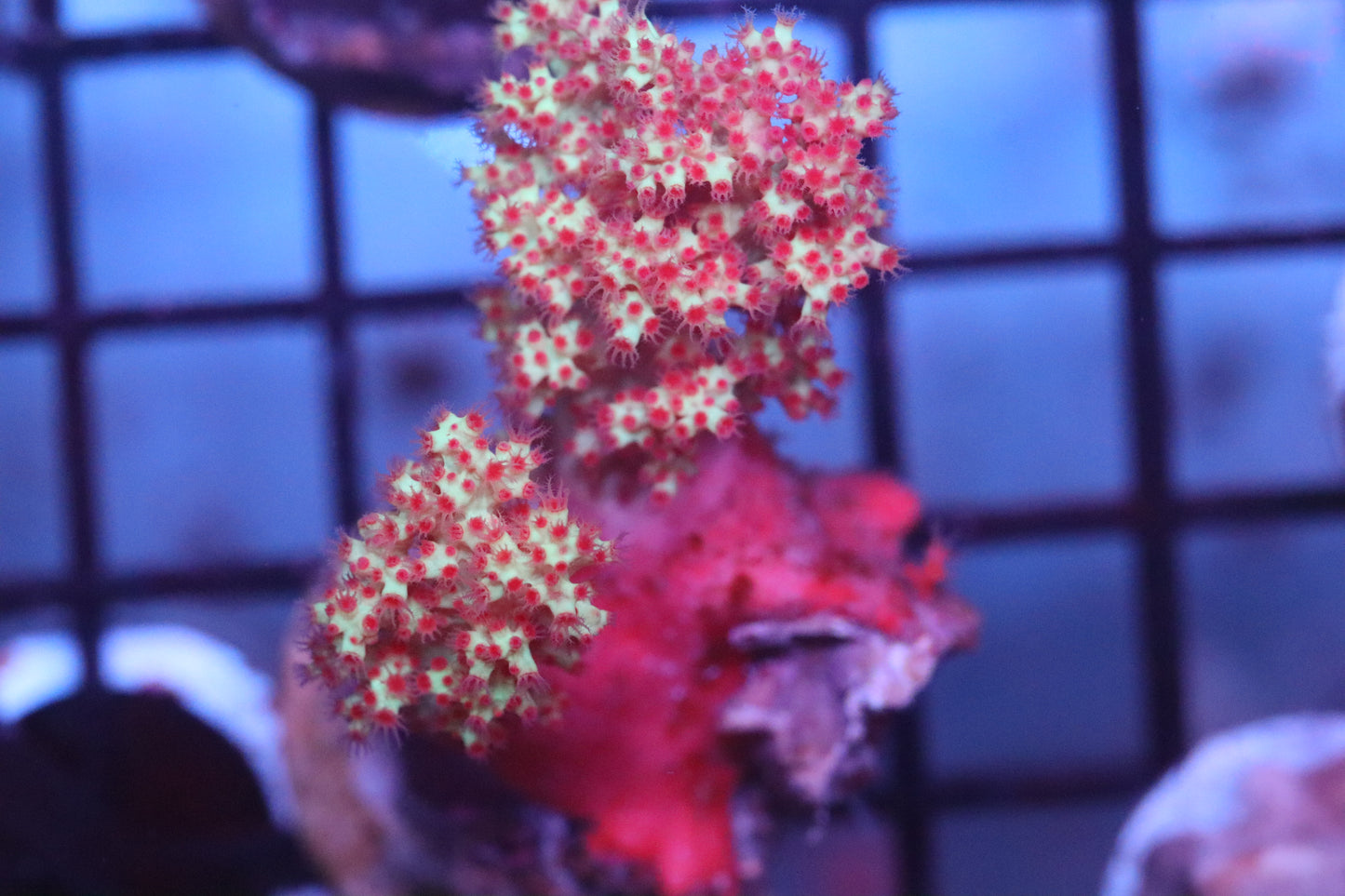 Yellow & Purple Kenya Tree (D74)