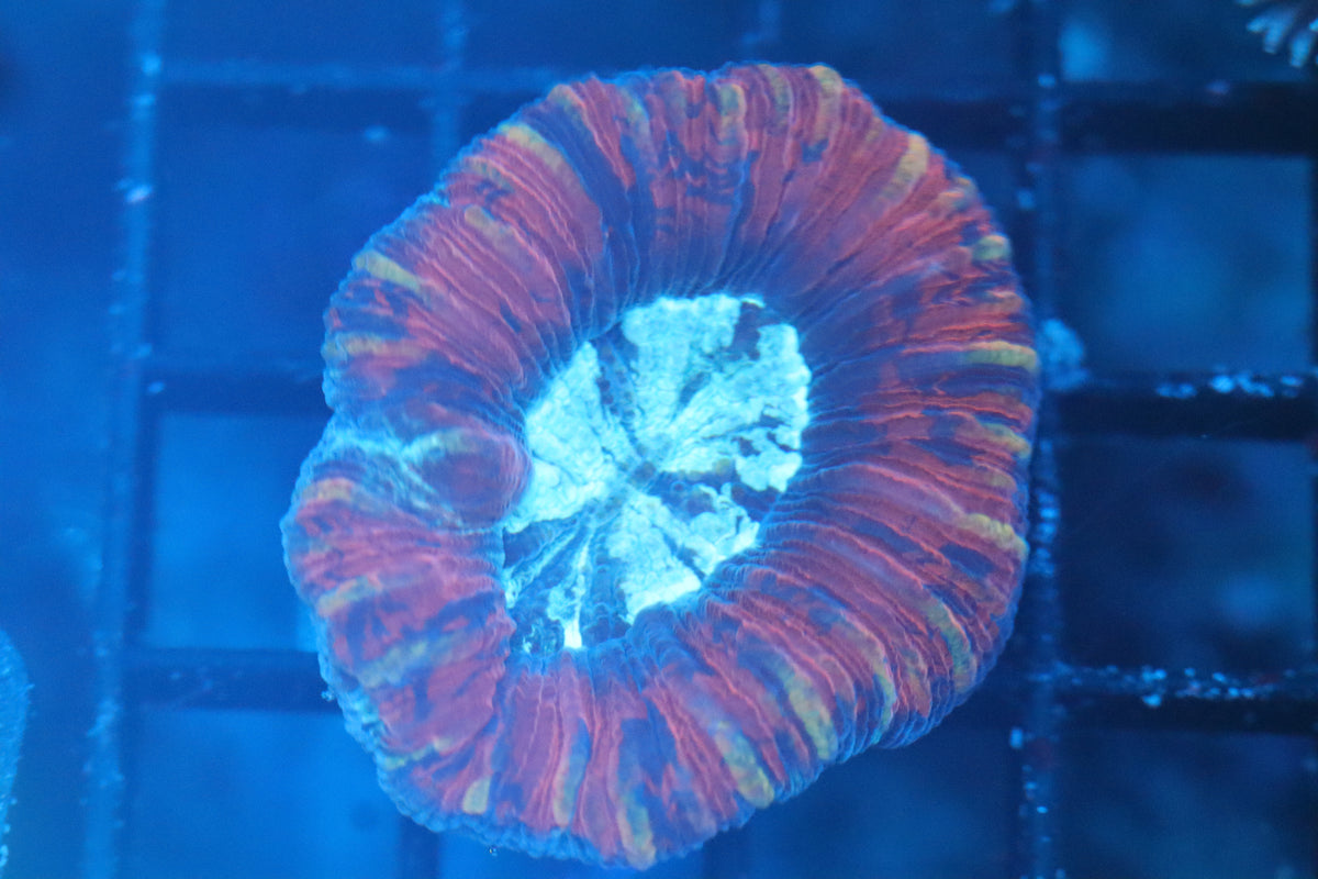 Aussie Berry Scoly (B203)