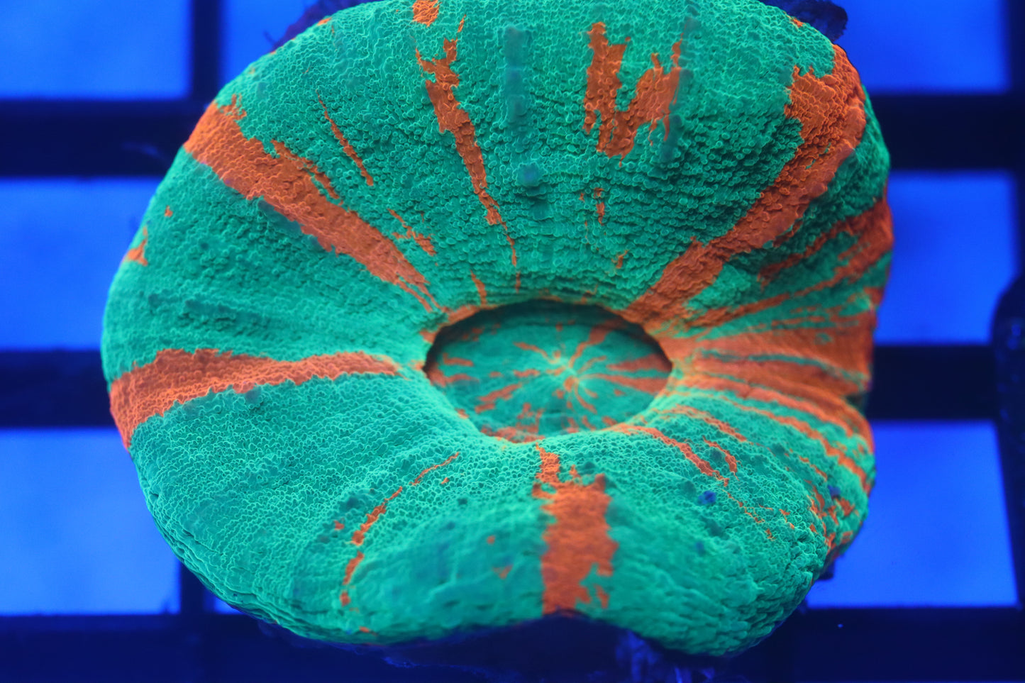 Bleeding Apple Scoly (D80)