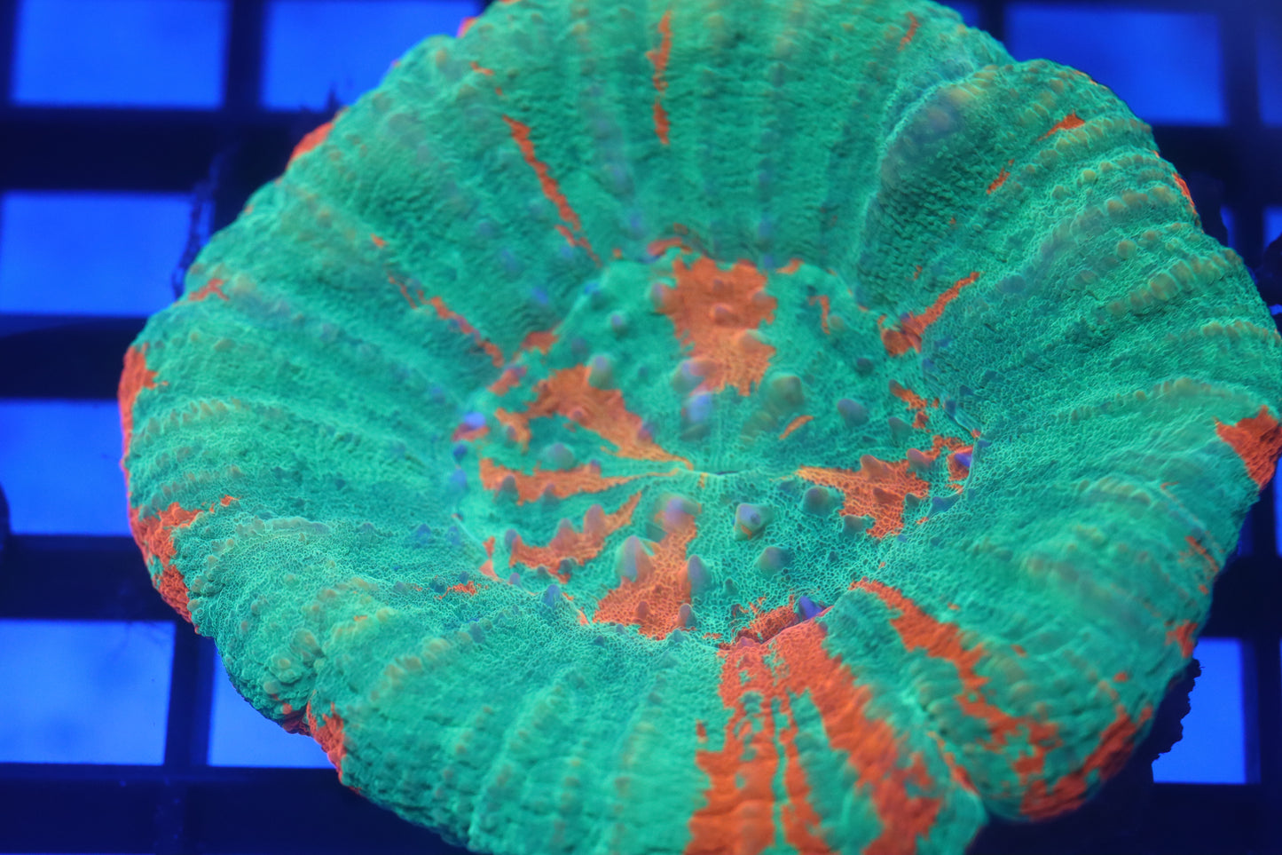 Bleeding Apple Scoly (D92)