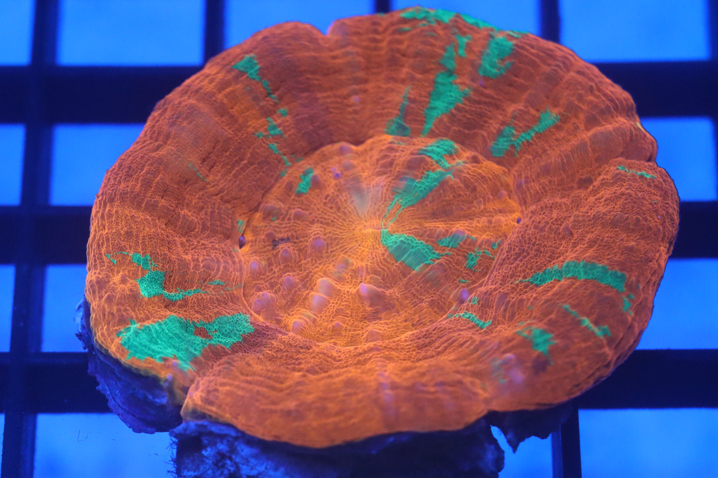 Reverse Bleeding Apple Scoly (D97)