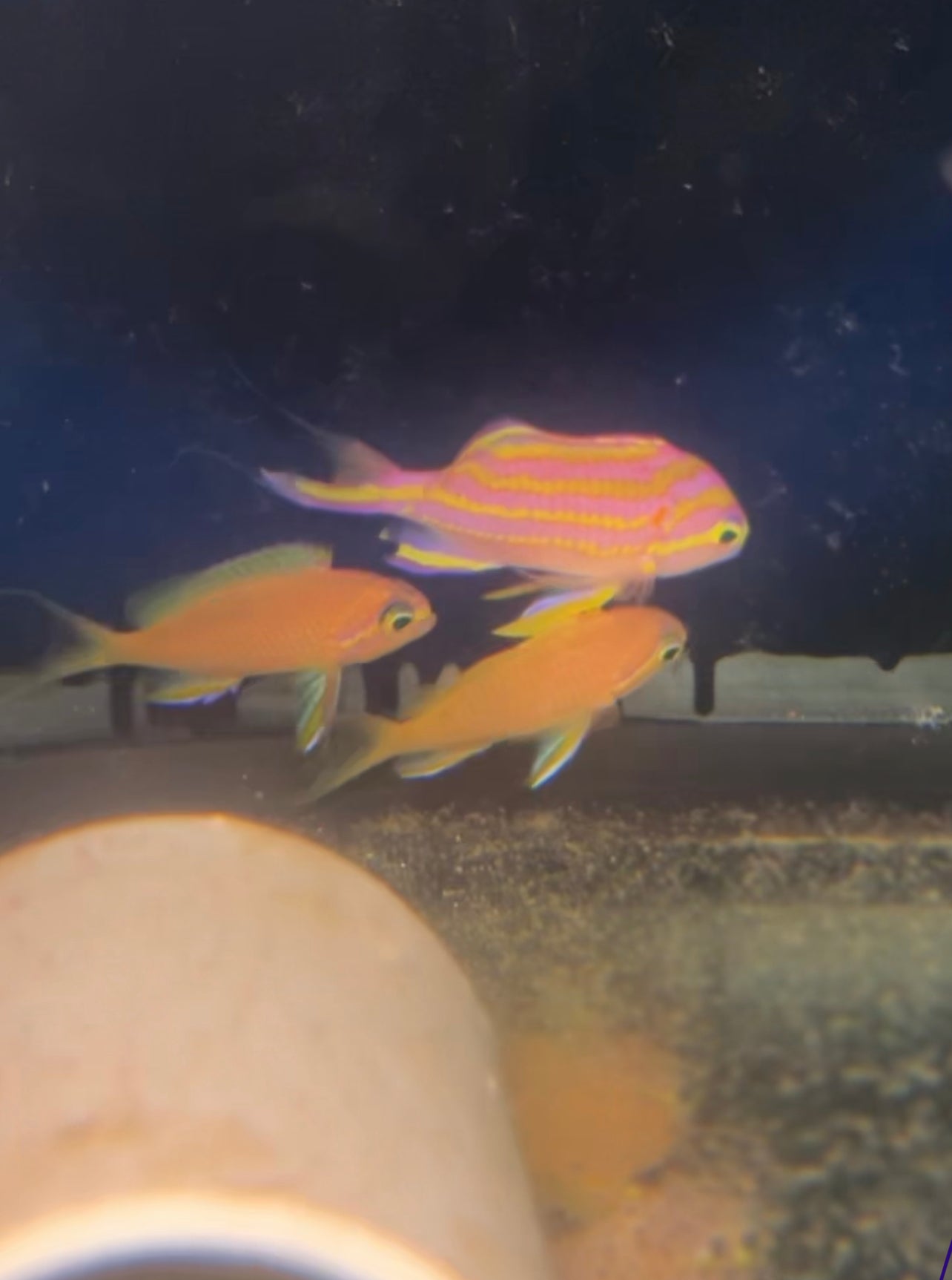 Tosanoides flavofascitus (TRIO) EXPERT ONLY