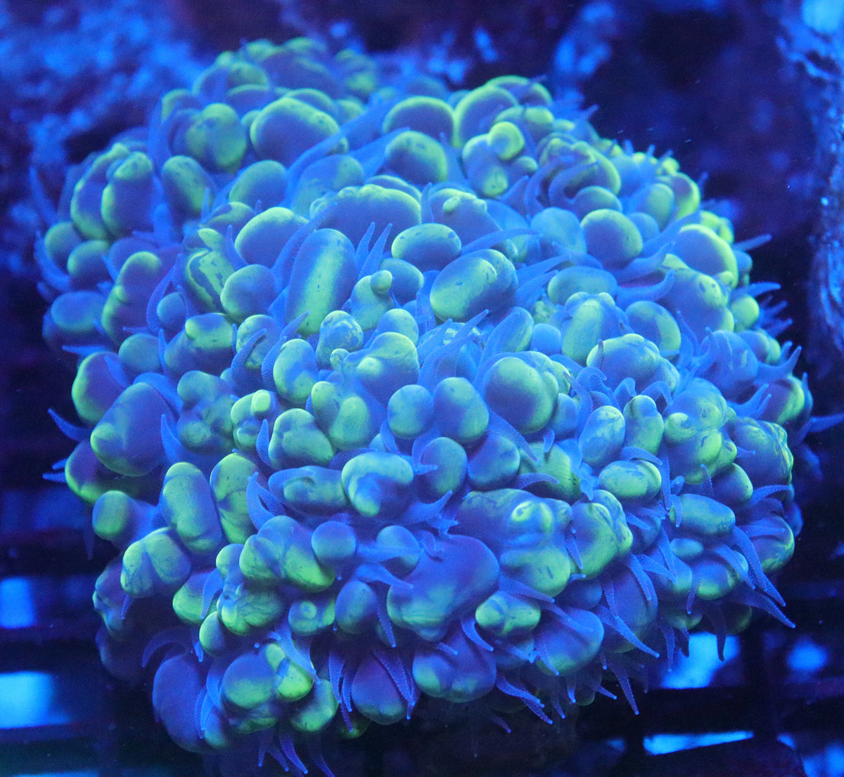 Neon Cat Eye Bubble Coral (A115)