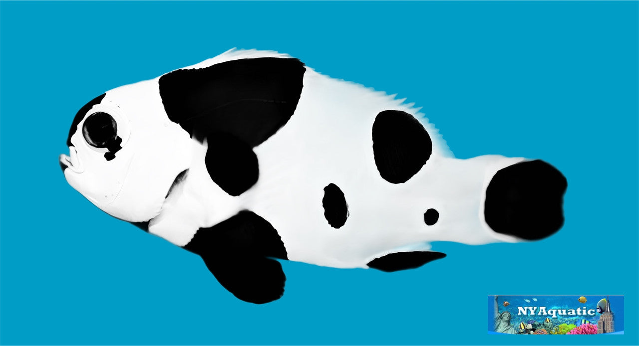 Black Storm Clownfish (4-5cm)