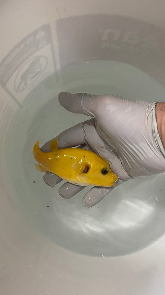 Golden Pufferfish (Christmas Island) 5-6"