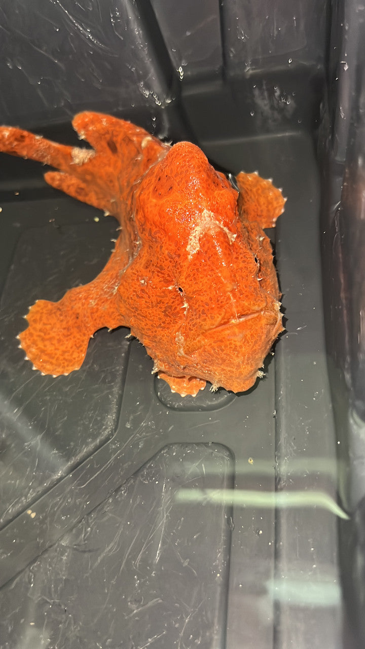 Red Angler Fish-10”