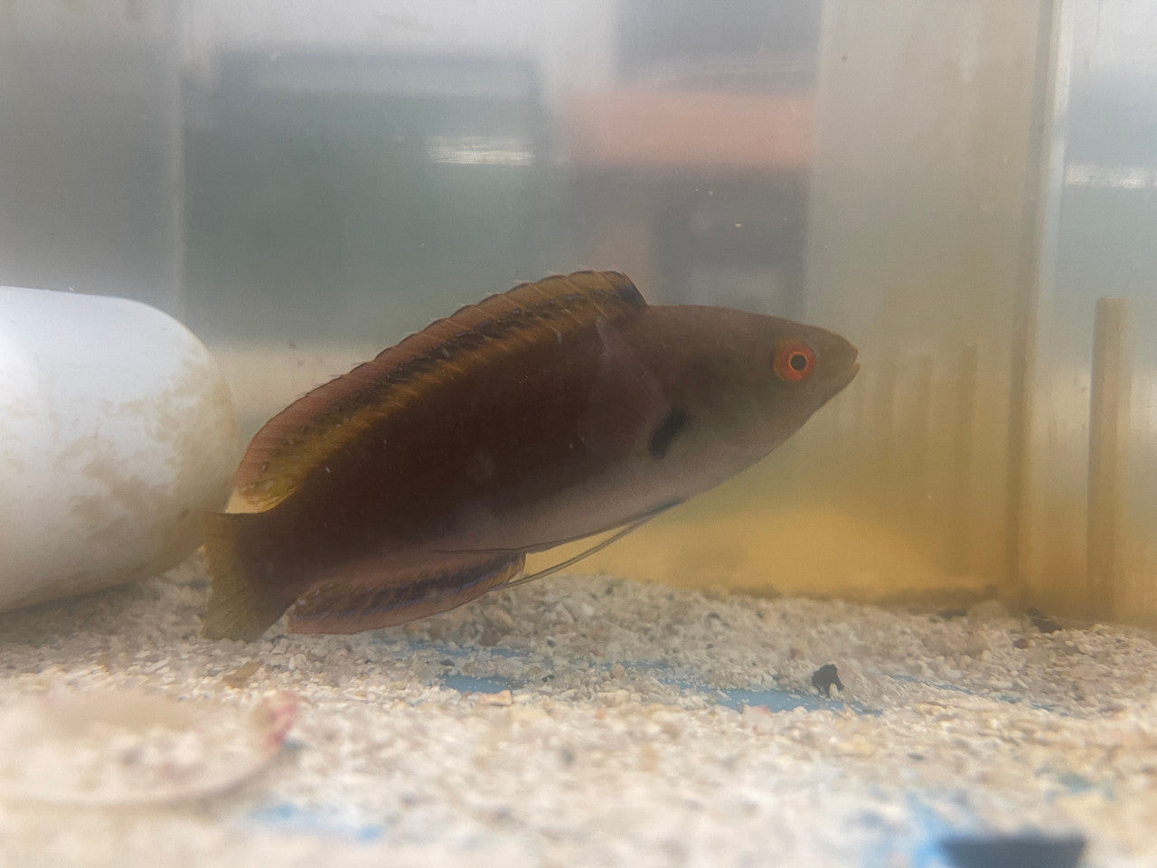 Punctatus Fairy Wrasse-5" Male (Cirrhilabrus Punctatus)