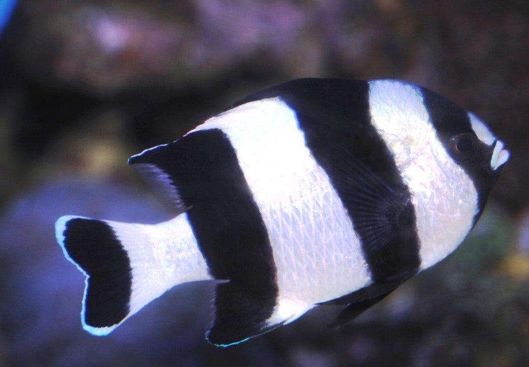 Three Stripe Damselfish (Dascyllus aruanus)
