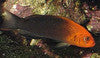 Dilectis Pseudochromis