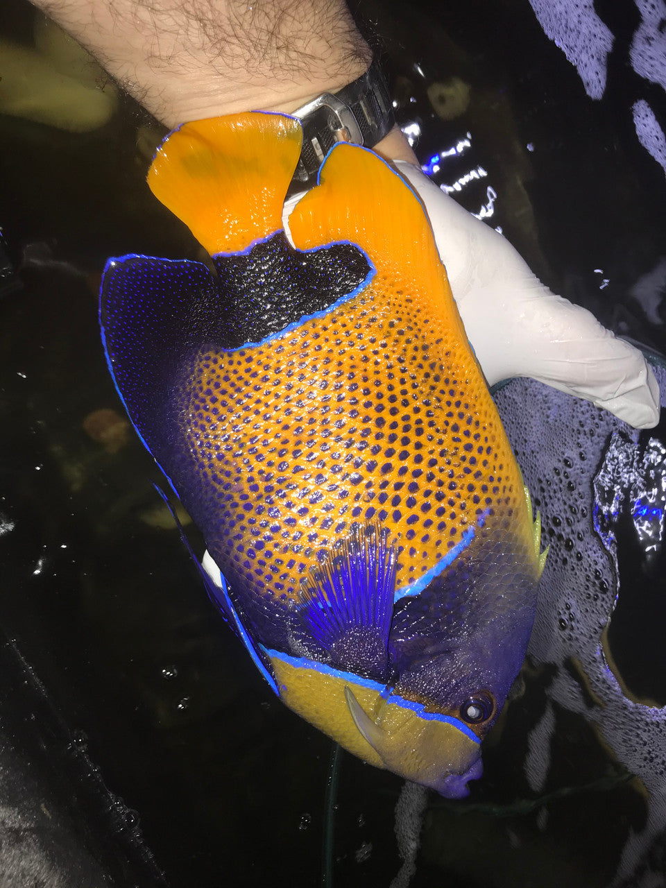 Majestic Angelfish - (Jumbo 7-8”)