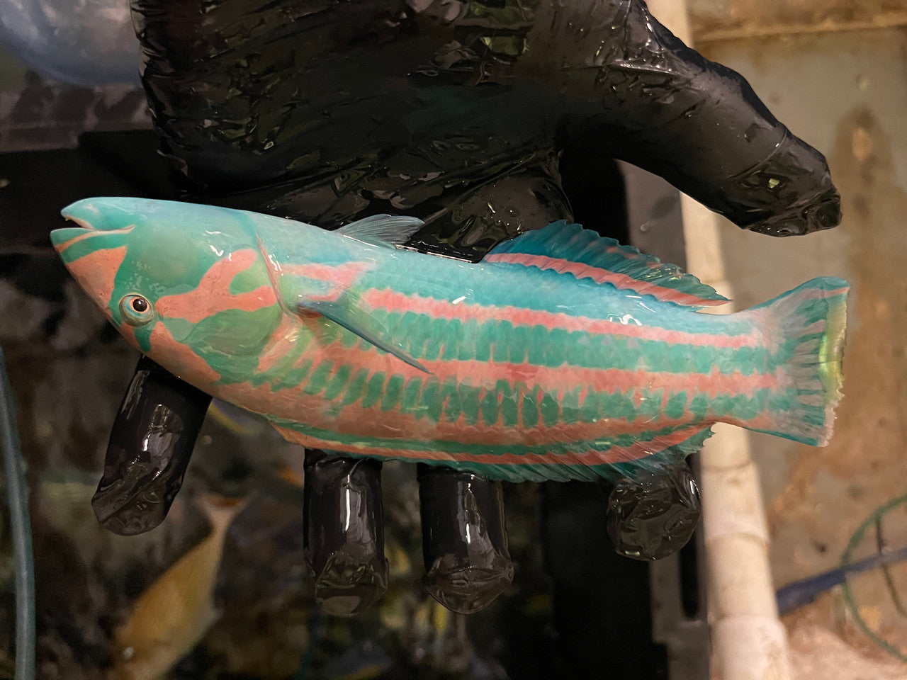 Surge Wrasse--8" male