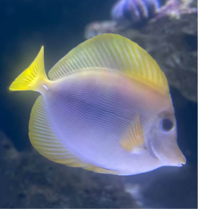 Yurple Tang (Zebrasoma xanthurus x Purple Hybrid)
*RARE* WYSIWYG