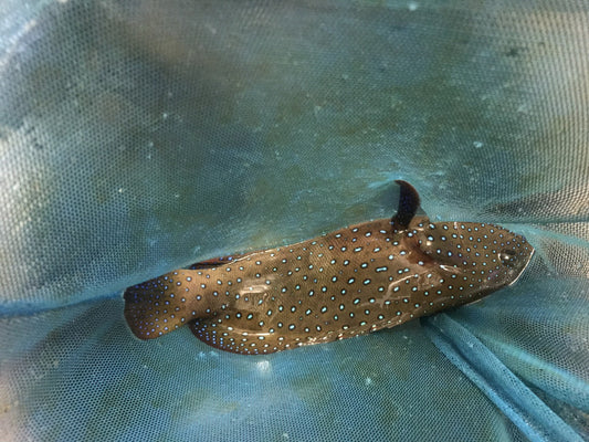 Argus (blue dot) Grouper-8"