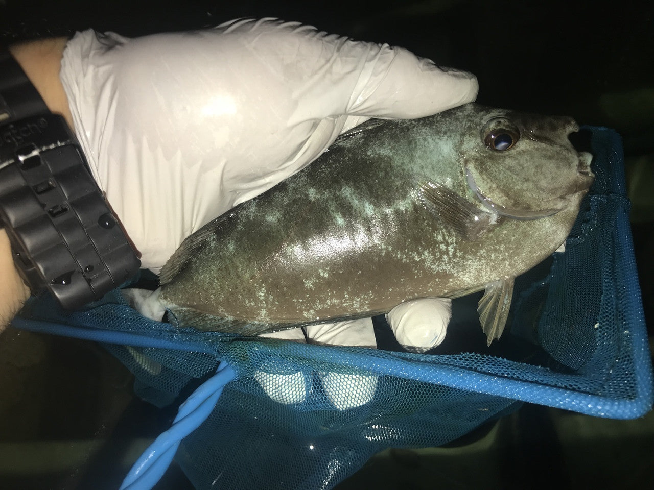 Spotted Unicorn Tang | naso brevirostris (6”)