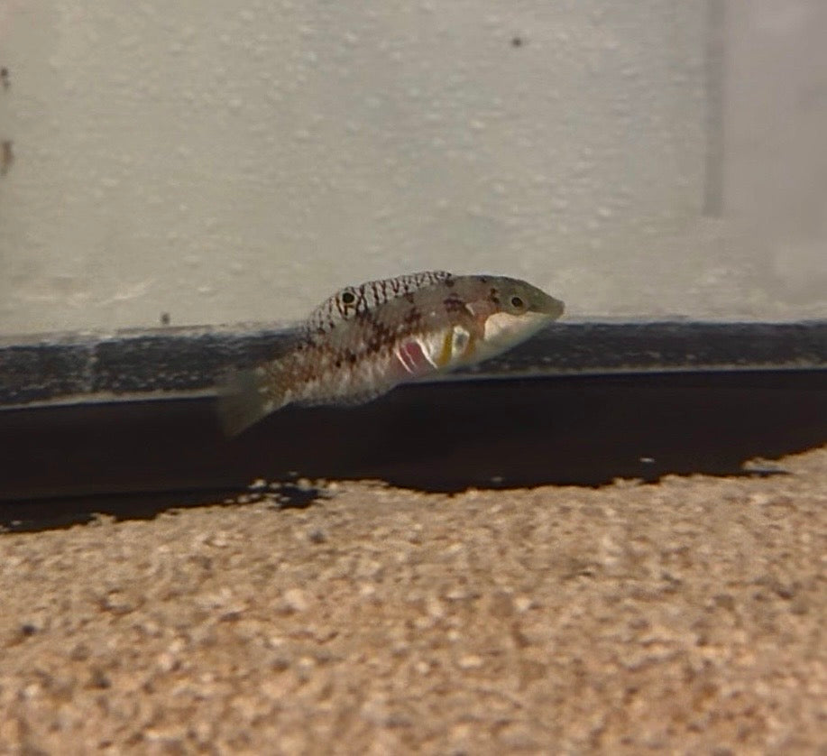 Nebulous Wrasse