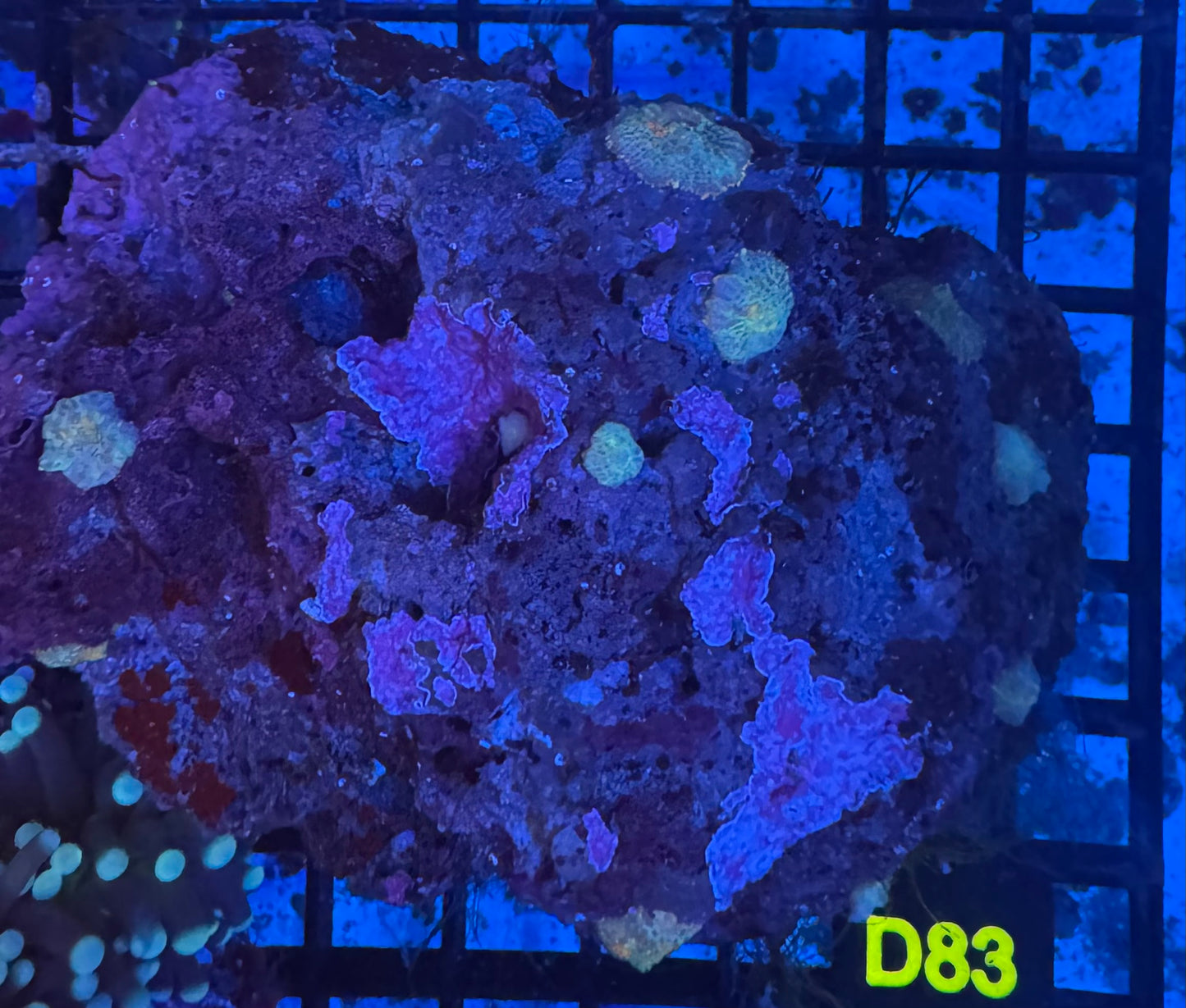 Mushroom Rock (D83) WYSIWYG
