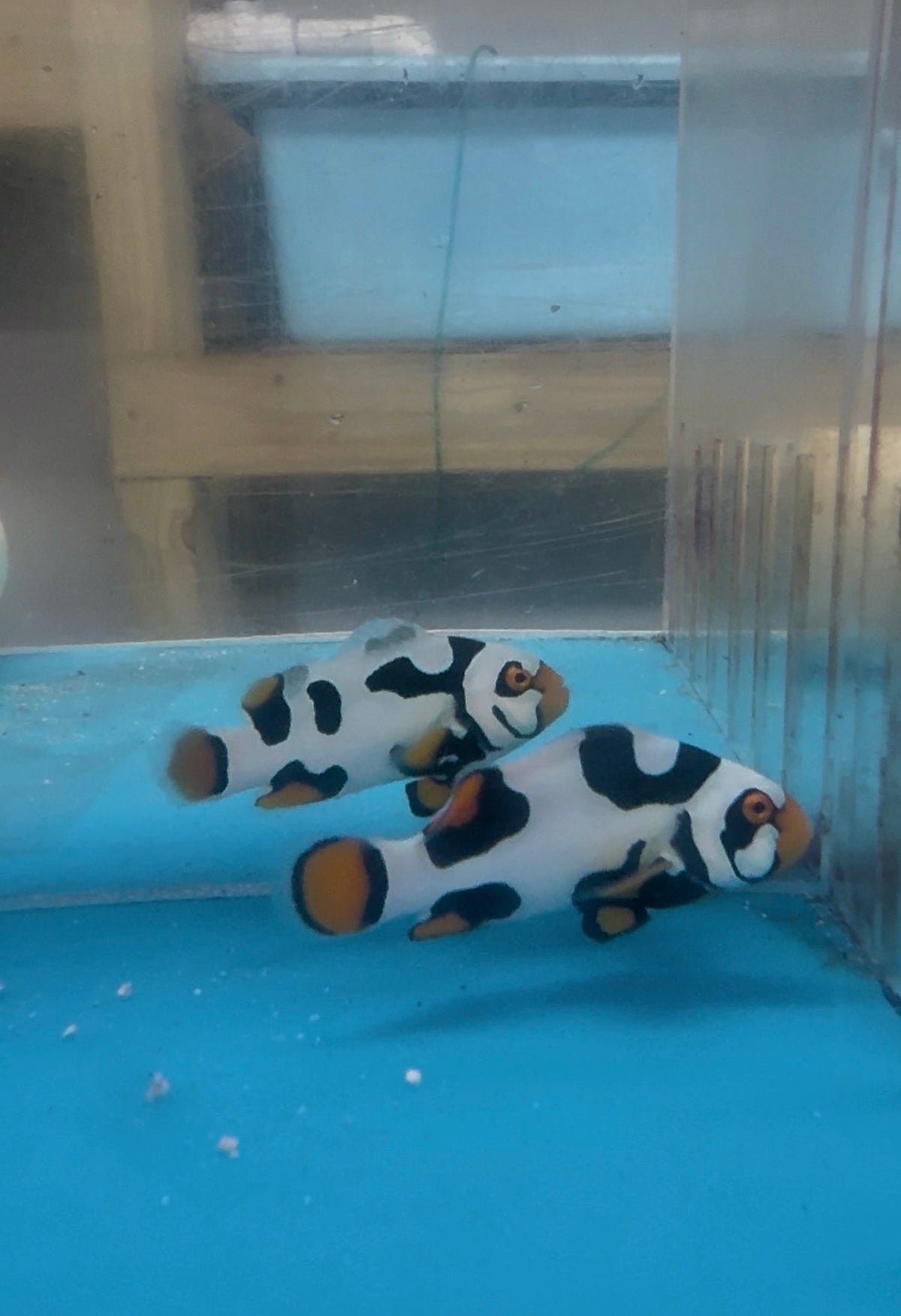 BA Black Helmet Picasso Clownfish PAIR (WYSIWYG #1 )