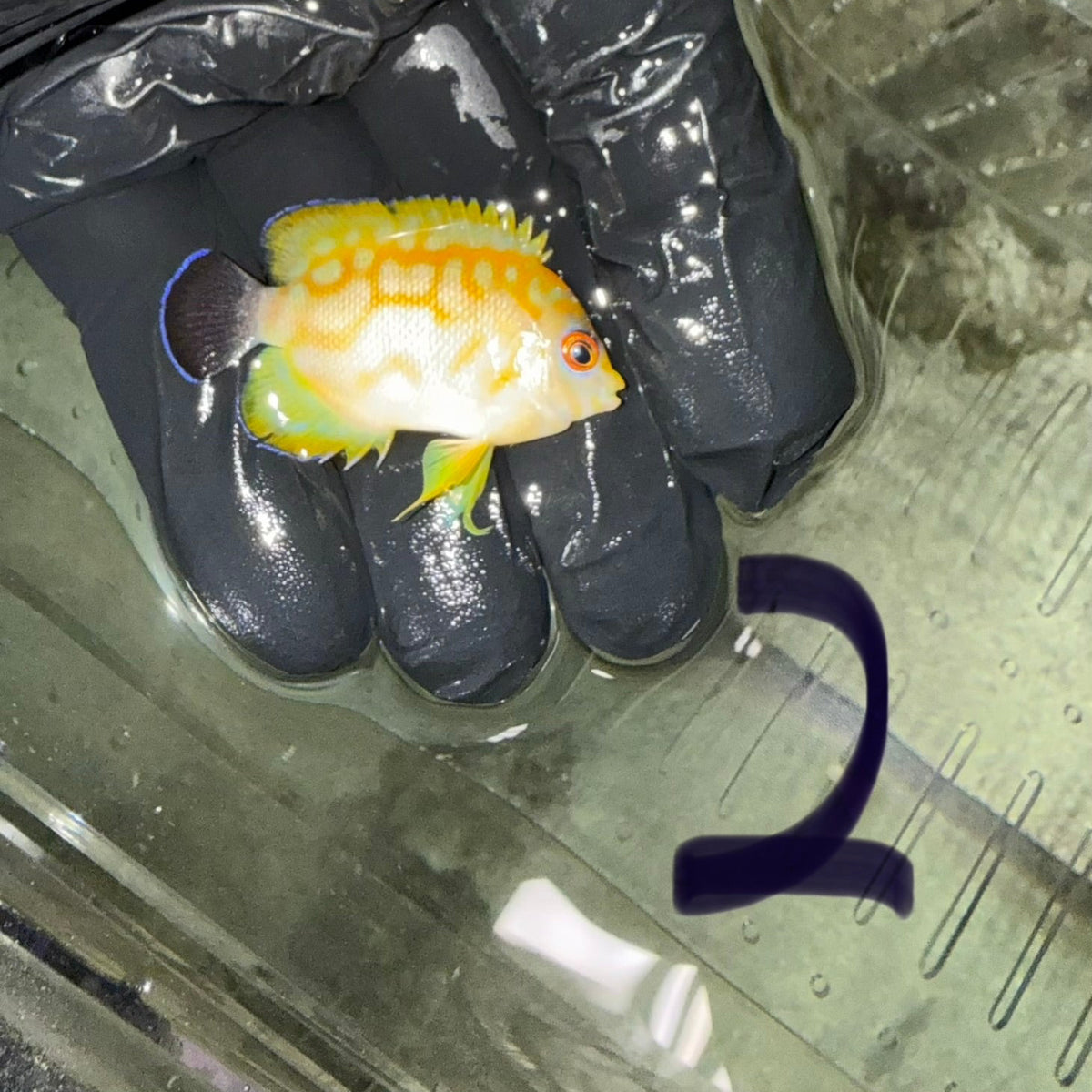 Hybrid Eibli Leopyge Angel (2” CB)-WYSIWYG #2