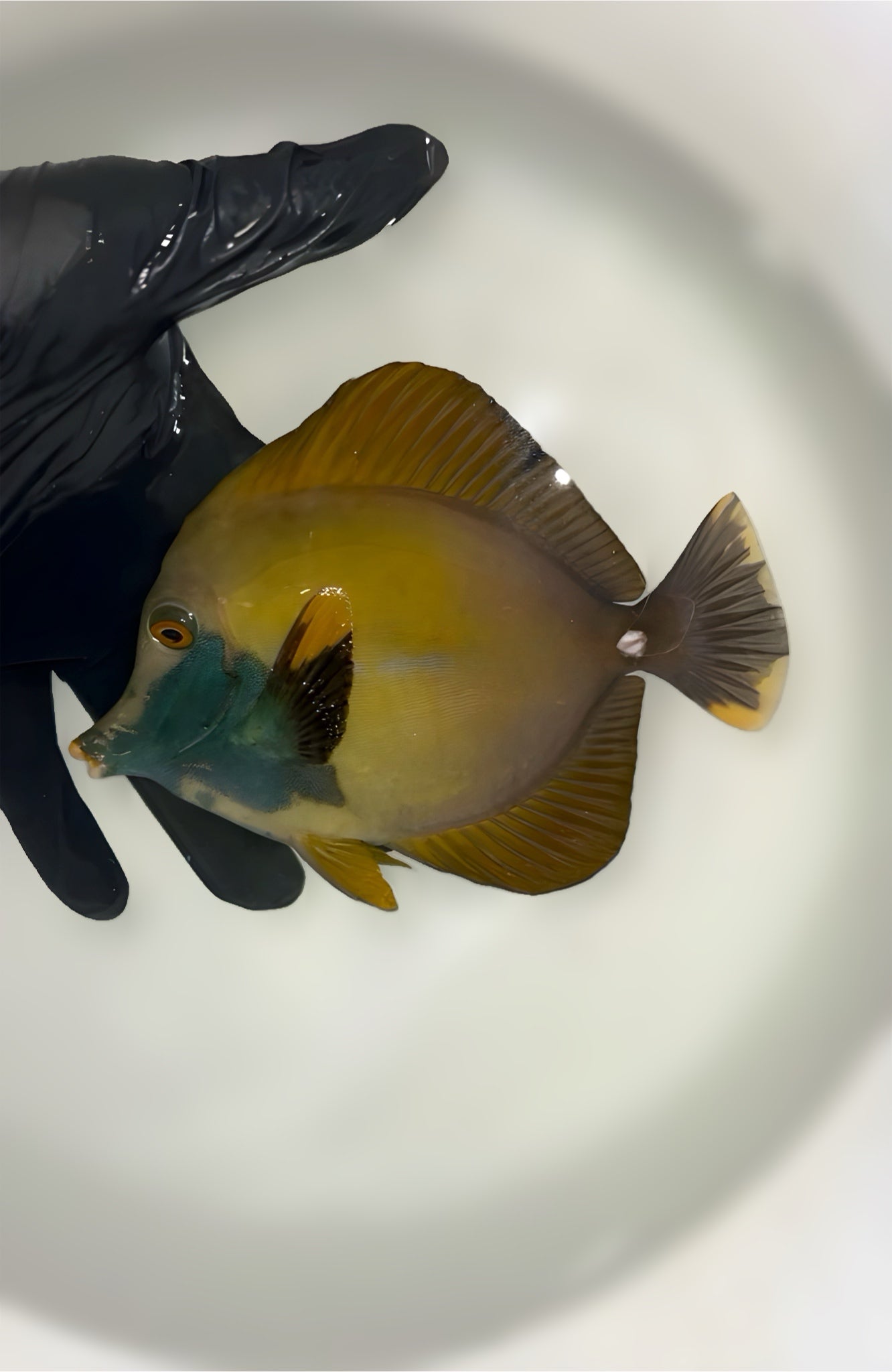 Tricolor Koi Scopas Tang (5")-#2