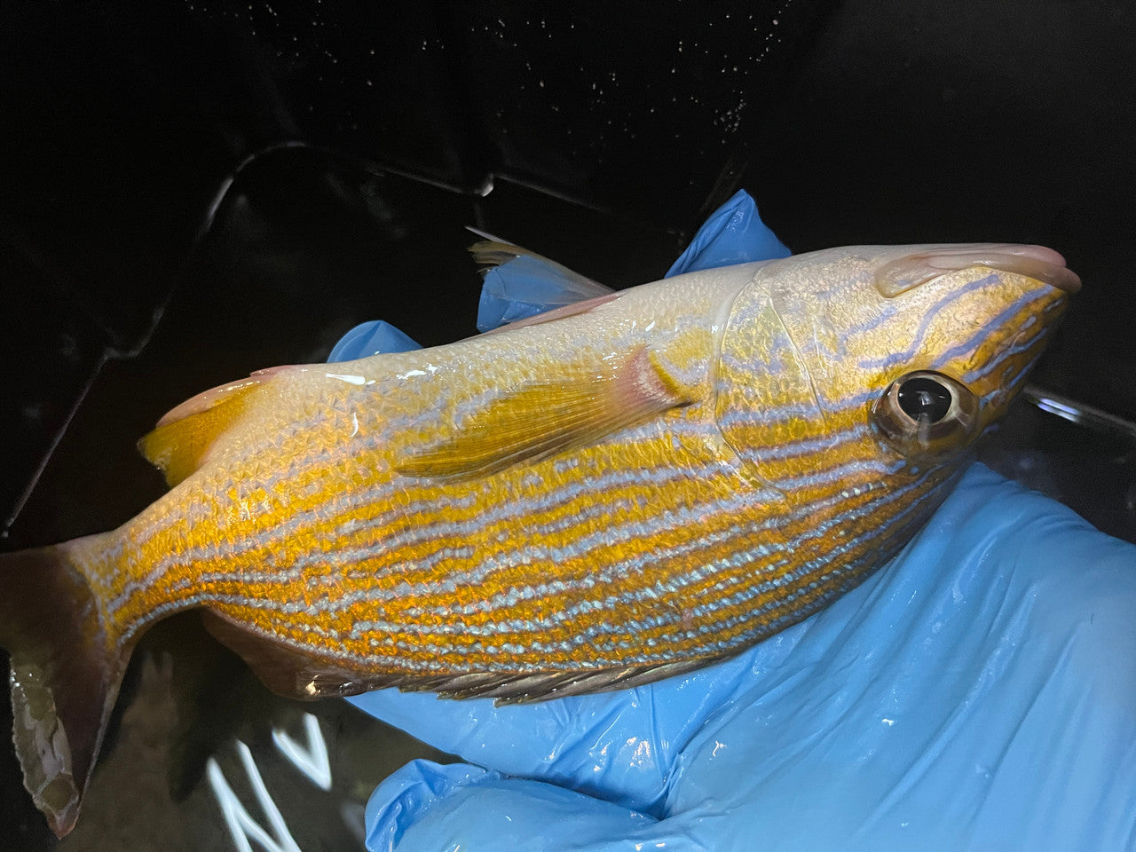 Blue Stripe Grunt | Haemulon sciurus (8-10")