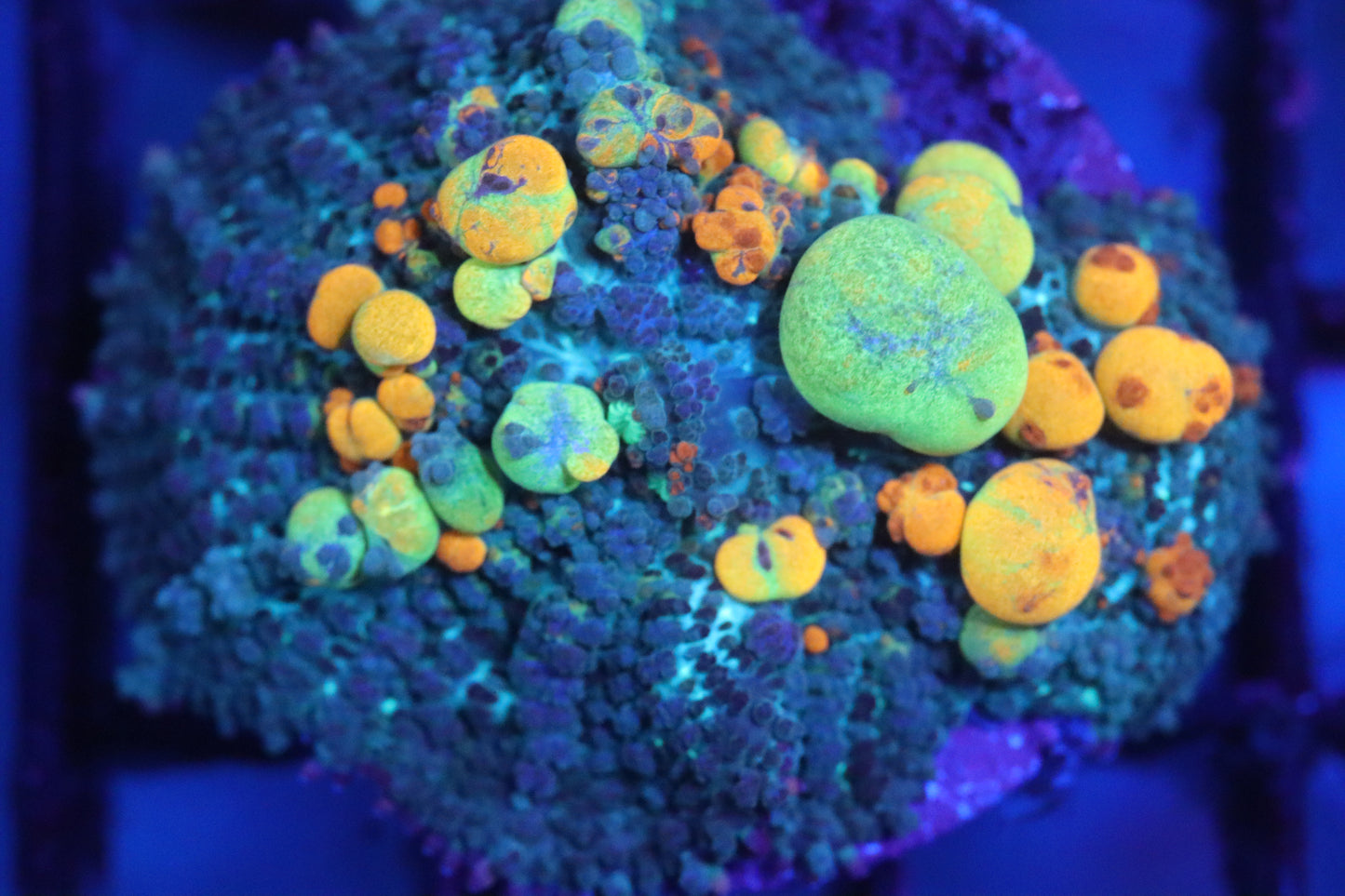 OG Bounce Mushroom 2” (C98)