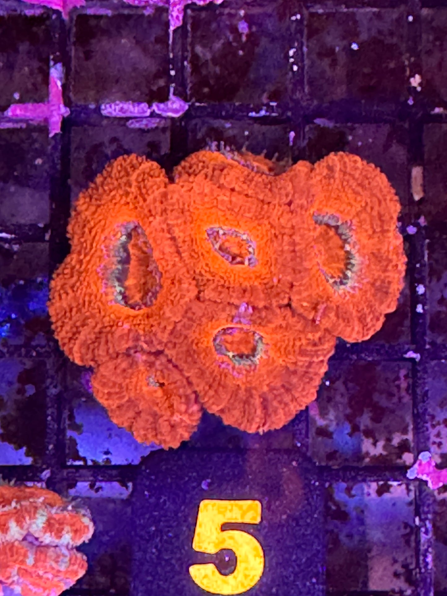 Micromusa 6 head bright colony (5)