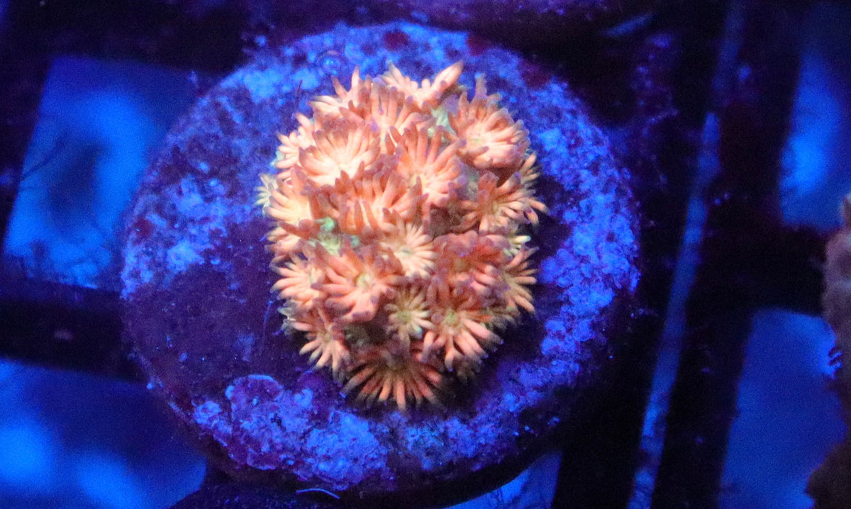 Fireball Goniopora (59)