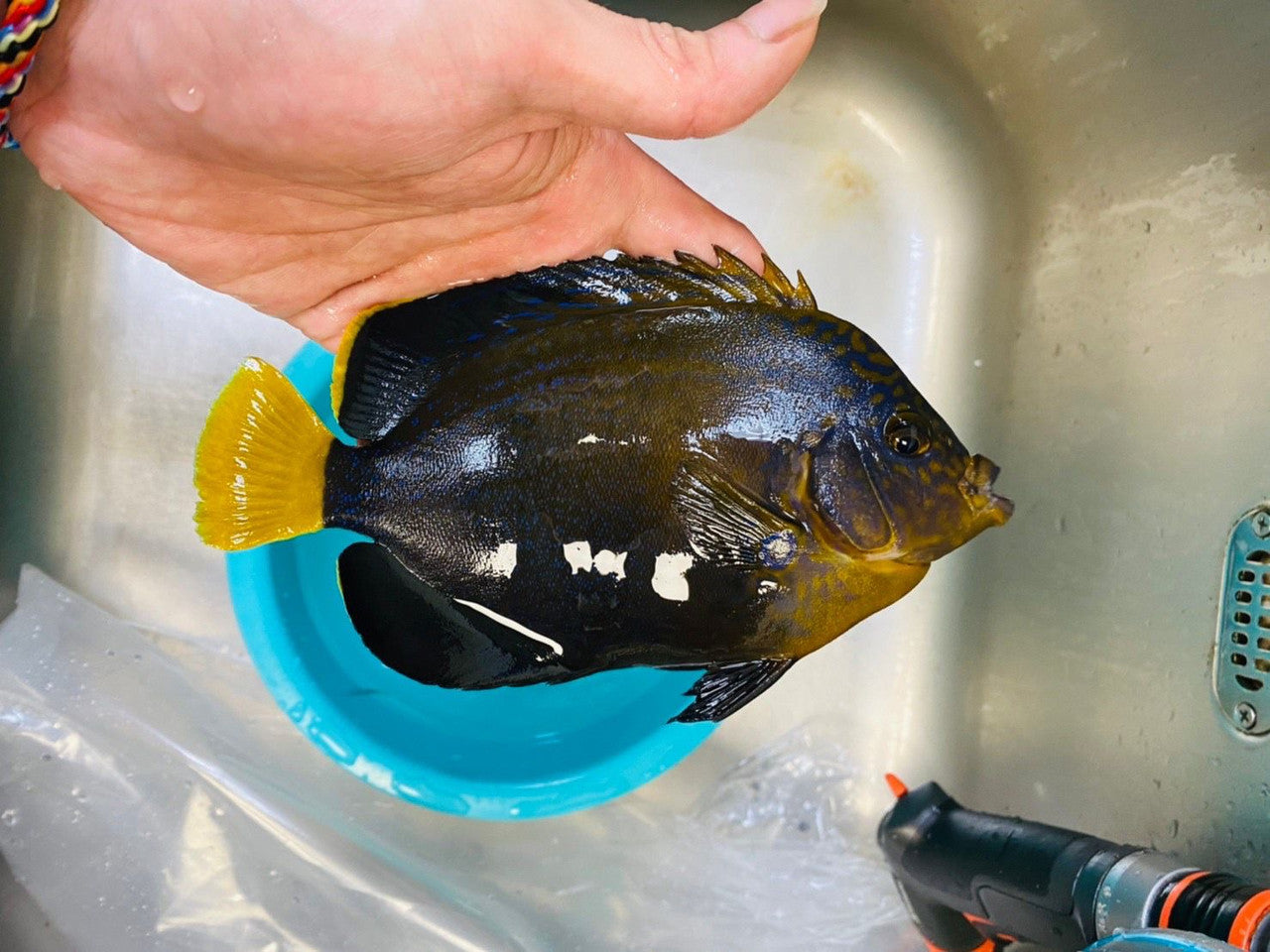 Maze (orange face) Angel (Chaetodontoplus Chrysocephalus) 6-7”