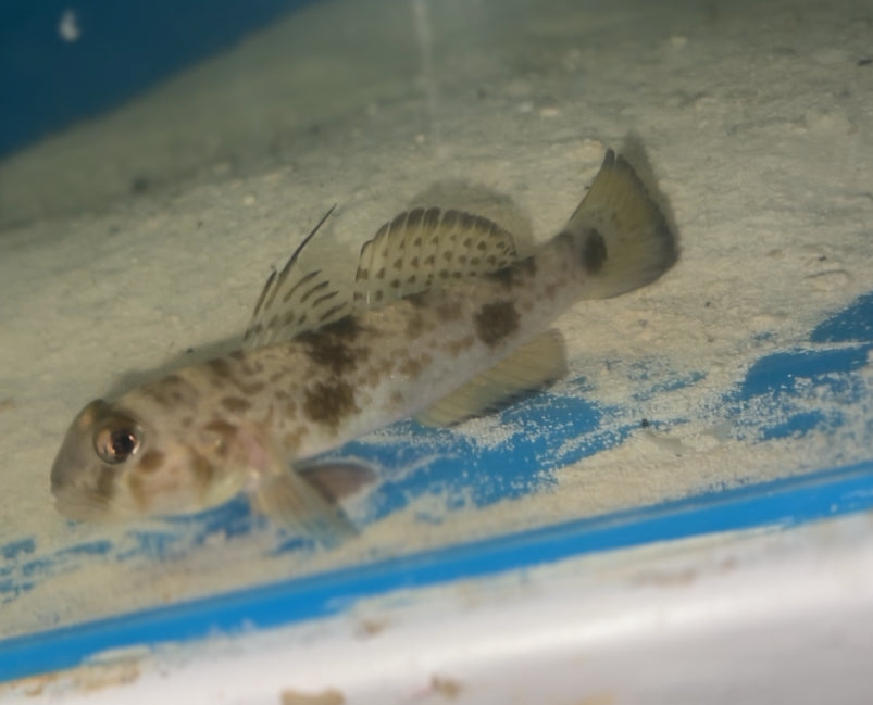 Hairfin Goby, Yongeichthys nebulosus (3-4")