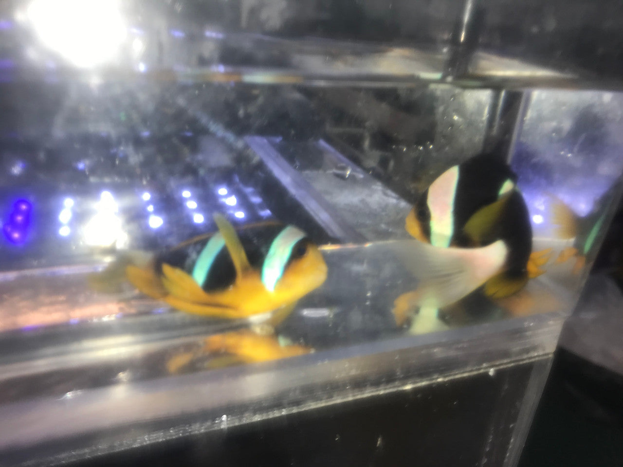 Pair African Chrysogaster Clownfish | Amphiprion Chrysogaster
