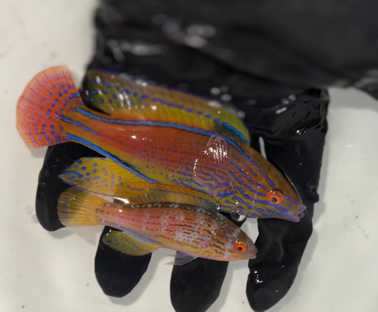 Lineatus Wrasse PAIR - Cirrhilabrus lineatus (Super male + Female)