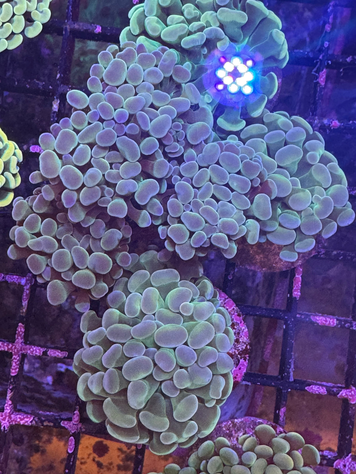 Green and blue tip hammer (D170)