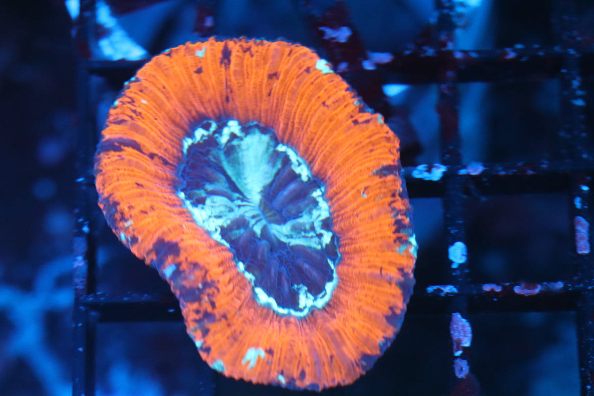 Aussie Scoly (B201)