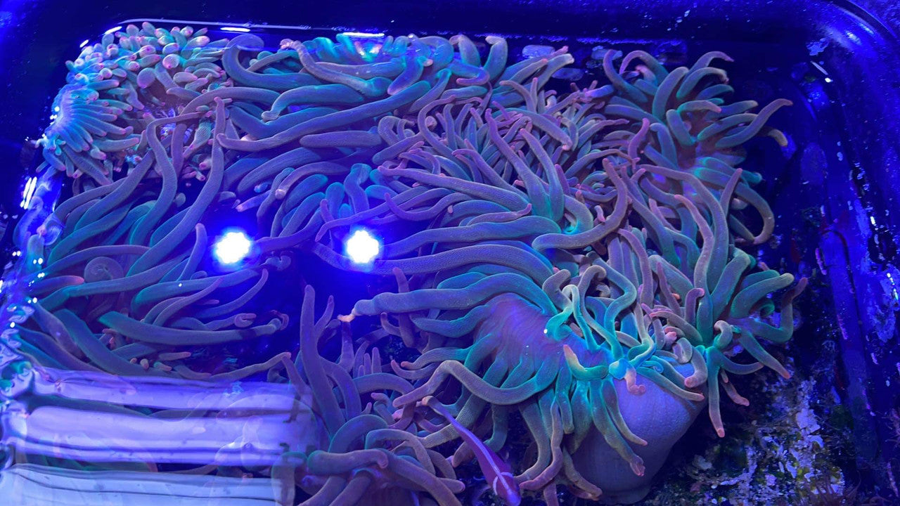 Rainbow Bubble Tip Anemone