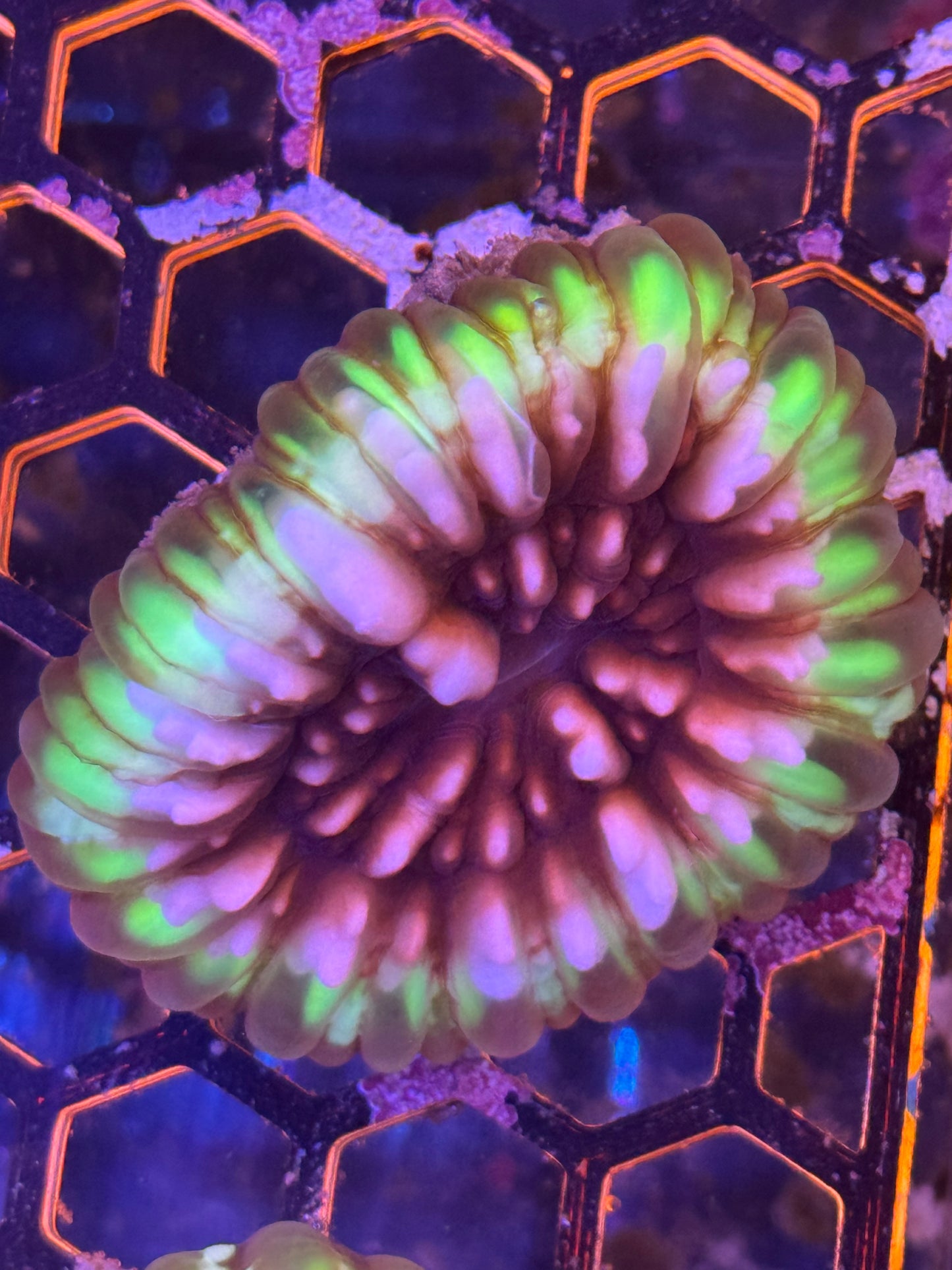 Cynarina Wild Green Coral (A183)